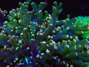 WYSIWYG Euphyllia paradivisa (Mariculture acclimaté sous LED) 10J7