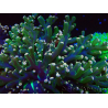WYSIWYG Euphyllia paradivisa (Mariculture acclimaté sous LED) 10J7