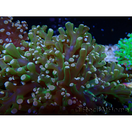 WYSIWYG Euphyllia paradivisa (Mariculture acclimaté sous LED) 10J7