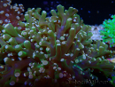 WYSIWYG Euphyllia paradivisa (Mariculture acclimaté sous LED) 10J7