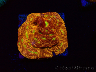 WYSIWYG - JF Leptoseris Jack O Lantern 3J12