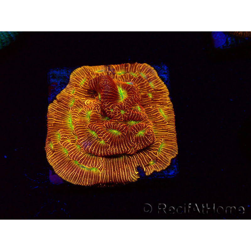 WYSIWYG - JF Leptoseris Jack O Lantern