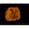 WYSIWYG - JF Leptoseris Jack O Lantern