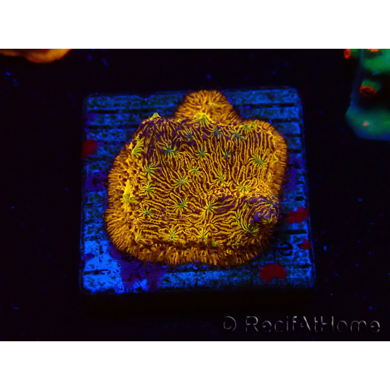 WYSIWYG - WWC Lithophyllon C3PO