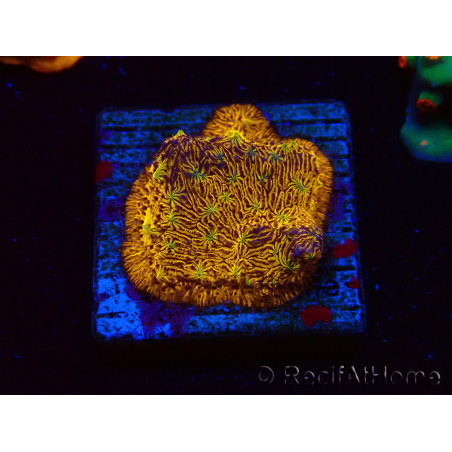 WYSIWYG - WWC Lithophyllon C3PO 3L6