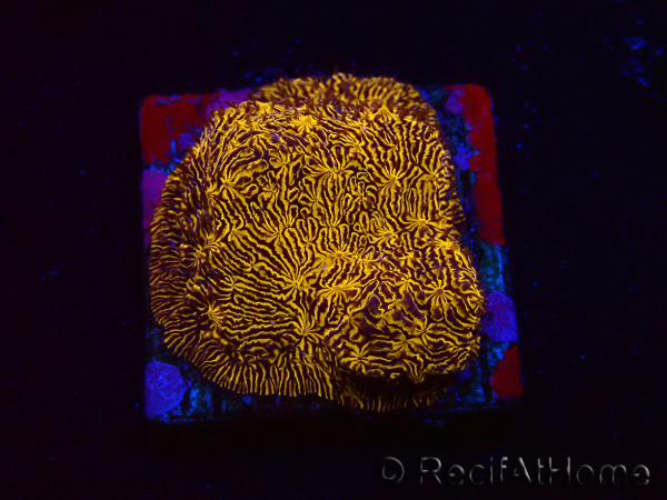 WYSIWYG - RAH Lithophyllon Oro