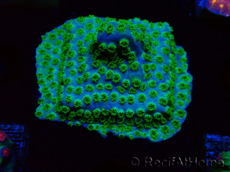 WYSIWYG - RAH Cyphastrea Minefiels 3O7