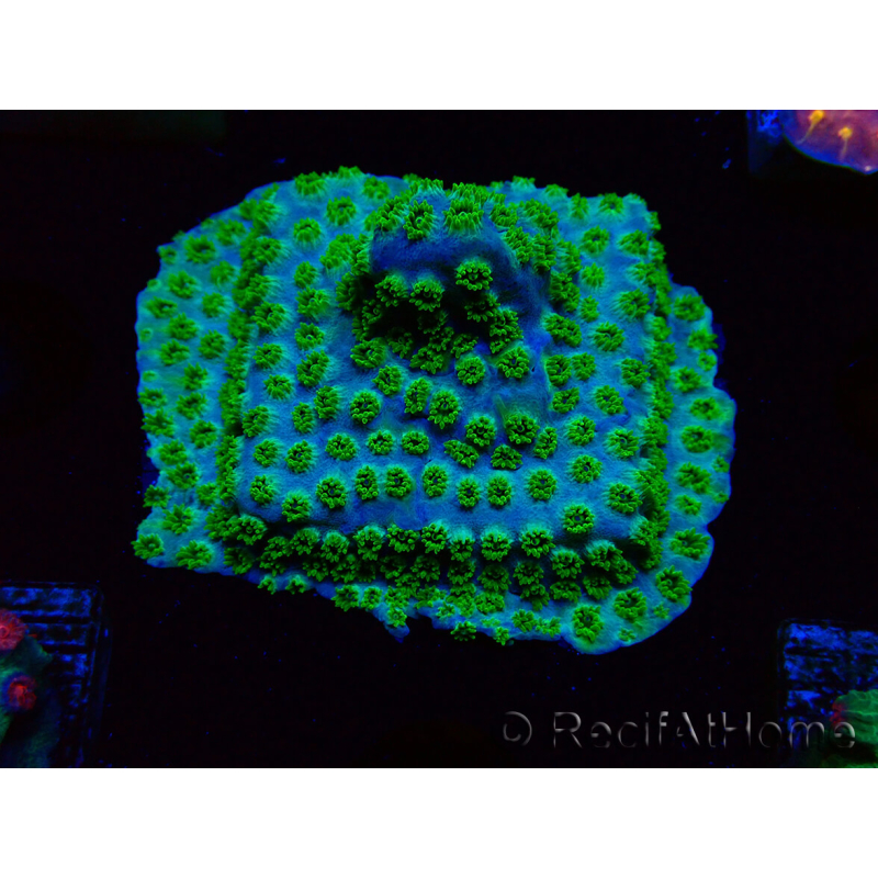 WYSIWYG - RAH Cyphastrea Minefiels 3O7