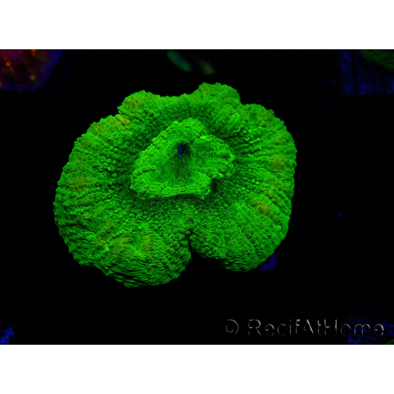 WYSIWYG - RAH Goniastrea Puffy Canary