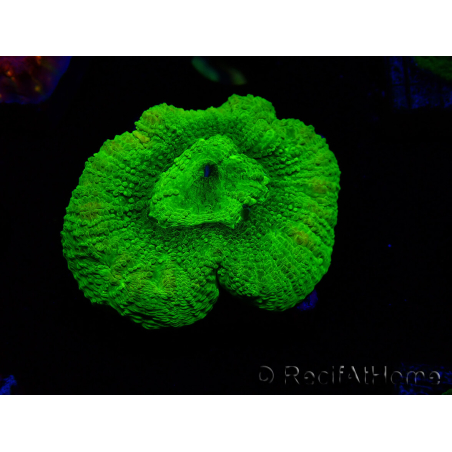 WYSIWYG - RAH Goniastrea Puffy Canary