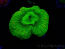 WYSIWYG - RAH Goniastrea Puffy Canary