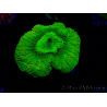 WYSIWYG - RAH Goniastrea Puffy Canary
