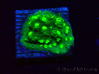 WYSIWYG - JF Astreopora Lime Time