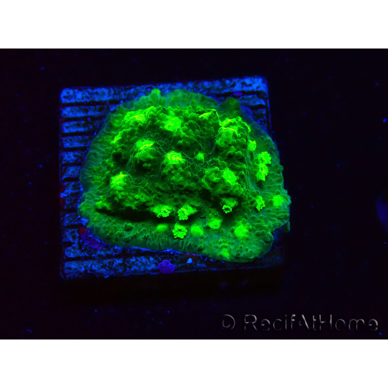 WYSIWYG - JF Astreopora Lime Time 3R7