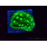 WYSIWYG - JF Astreopora Lime Time