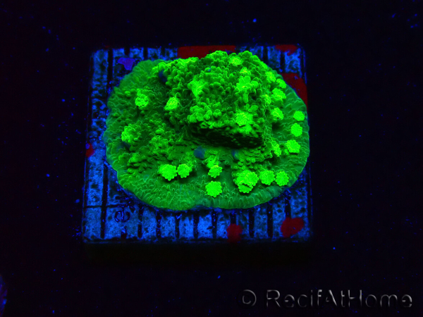 WYSIWYG - JF Astreopora Lime Time