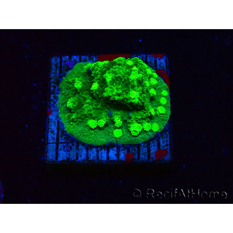 WYSIWYG - JF Astreopora Lime Time
