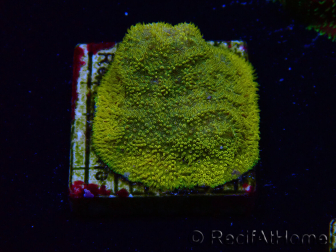 WYSIWYG - RAH Psammocora Dendelion 3B12