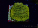 WYSIWYG - RAH Psammocora Dendelion