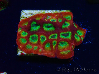 WYSIWYG - JF Favia Lemon Lime 3E3