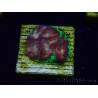 WYSIWYG - RAH Favia Bejeweled 3E7