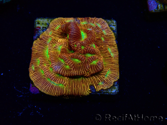 WYSIWYG - JF Leptoseris Jack O Lantern