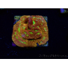 WYSIWYG - JF Leptoseris Jack O Lantern