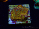 WYSIWYG - WWC Lithophyllon C3PO 3L6