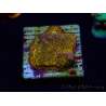 WYSIWYG - WWC Lithophyllon C3PO