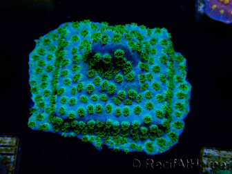 WYSIWYG - RAH Cyphastrea Minefiels 3O7