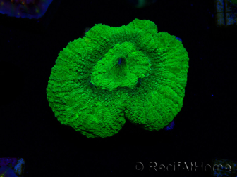 WYSIWYG - RAH Goniastrea Puffy Canary