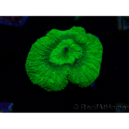 WYSIWYG - RAH Goniastrea Puffy Canary