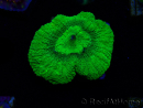 WYSIWYG - RAH Goniastrea Puffy Canary