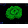 WYSIWYG - RAH Goniastrea Puffy Canary