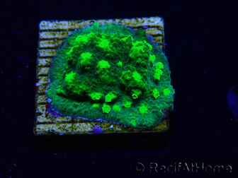 WYSIWYG - JF Astreopora Lime Time 3R7