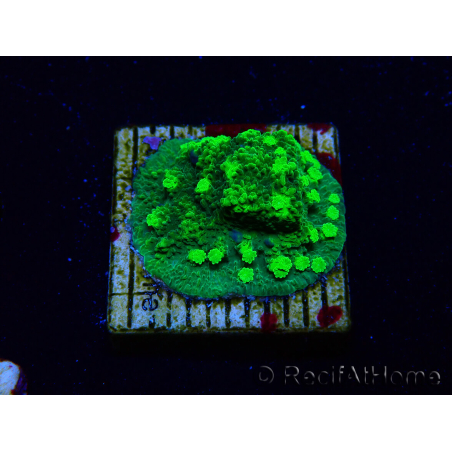 WYSIWYG - JF Astreopora Lime Time
