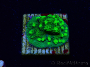 WYSIWYG - JF Astreopora Lime Time