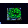 WYSIWYG - JF Astreopora Lime Time