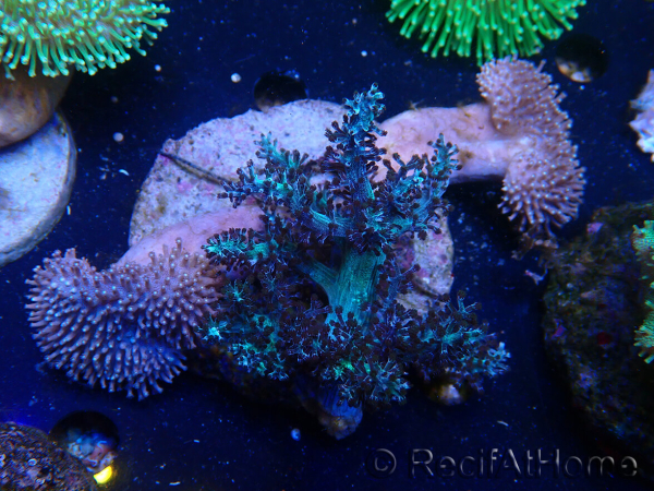 WYSIWYG Sarcophyton sp 12