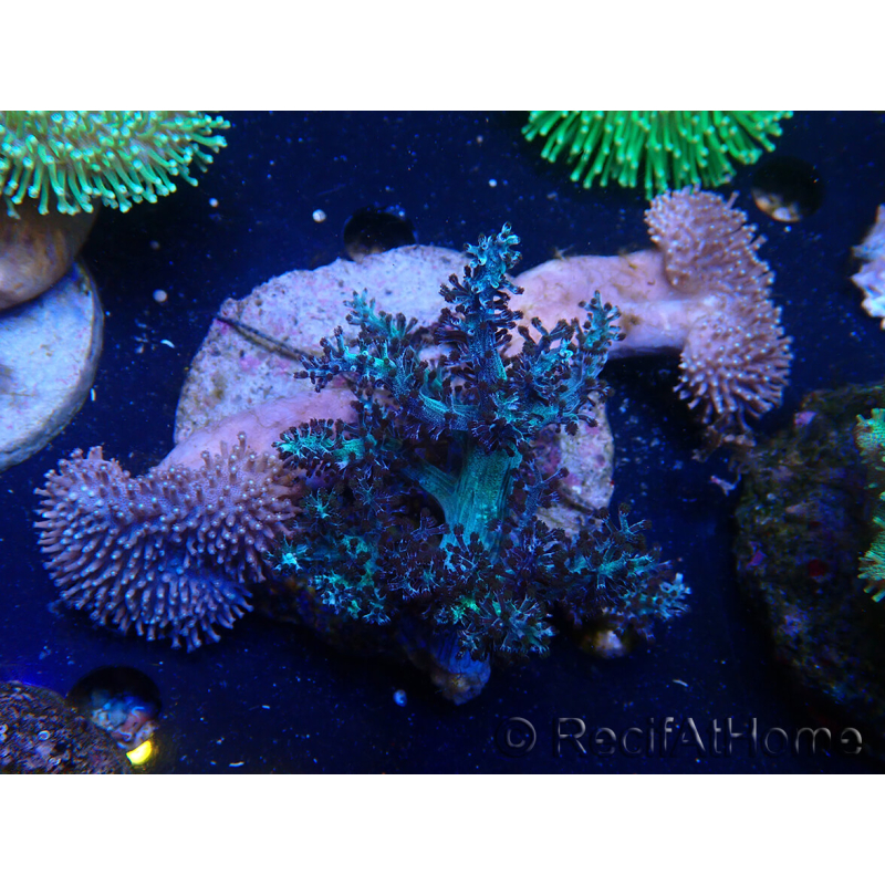 WYSIWYG Sarcophyton sp 12