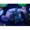 WYSIWYG Sarcophyton
