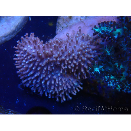 WYSIWYG Sarcophyton