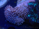 WYSIWYG Sarcophyton