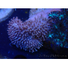 WYSIWYG Sarcophyton