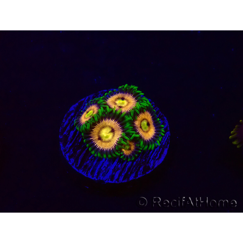 WYSIWYG - Zoanthus Laser Lemon 30A8