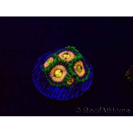 WYSIWYG - Zoanthus Laser Lemon