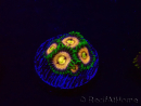 WYSIWYG - Zoanthus Laser Lemon