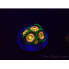 WYSIWYG - Zoanthus Laser Lemon 30A8
