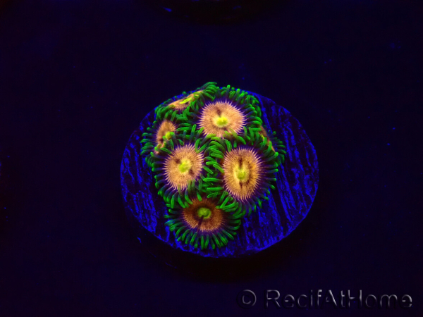 WYSIWYG - Zoanthus Laser Lemon