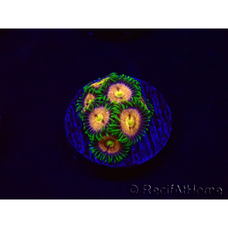 WYSIWYG - Zoanthus Laser Lemon 30A9